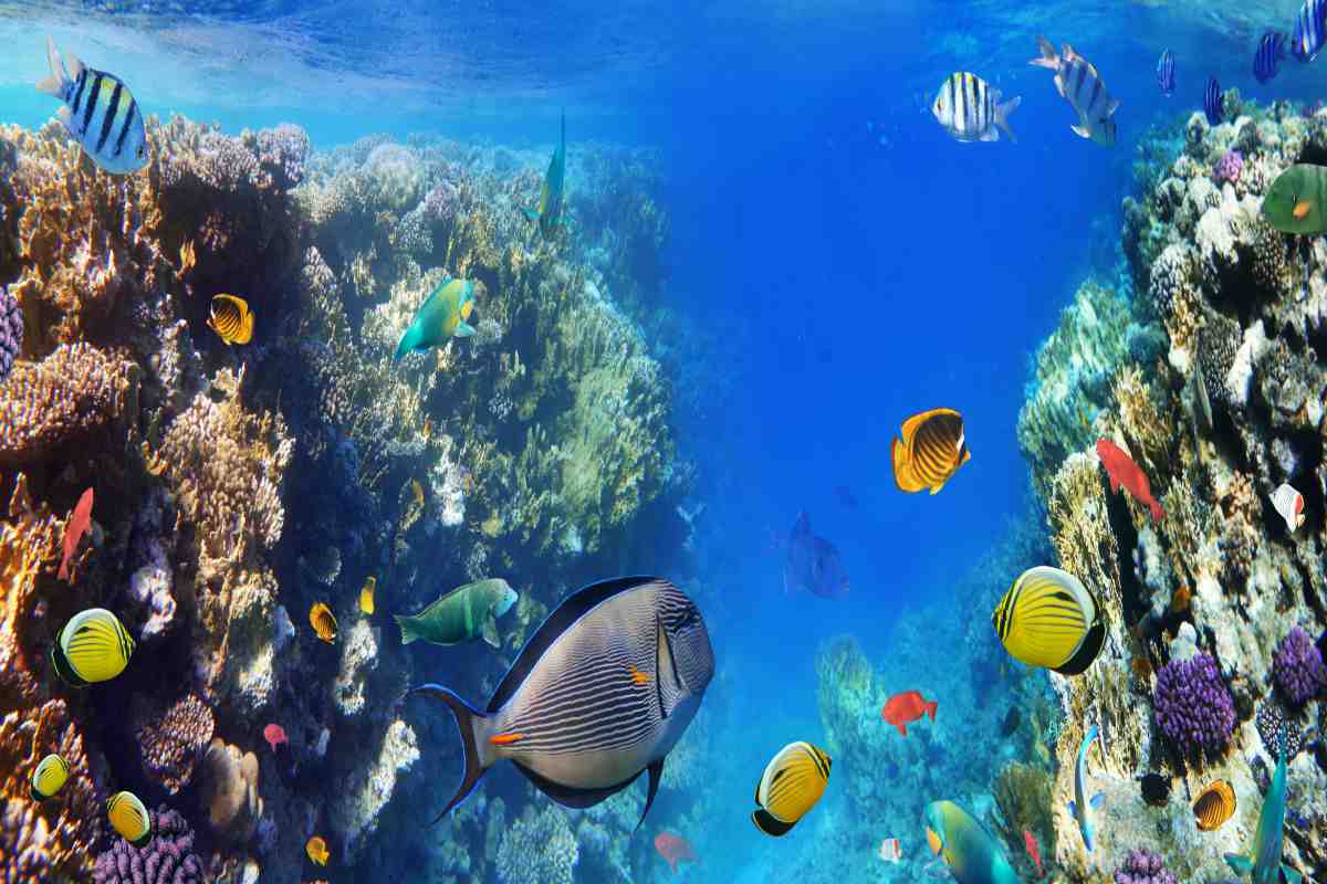 Colourful coral reef fishes swimming in the sea