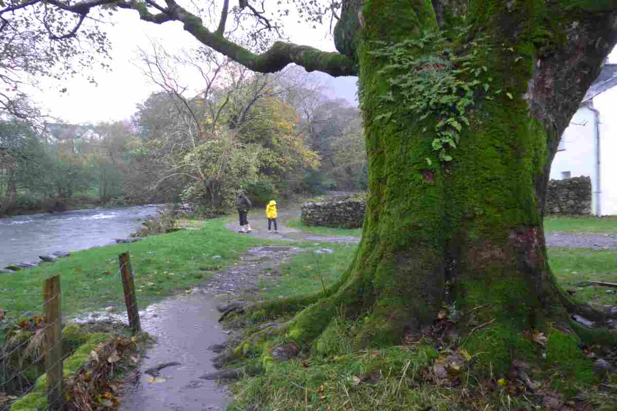 The River Derwent and a mossy tree near YHA Borrowdale