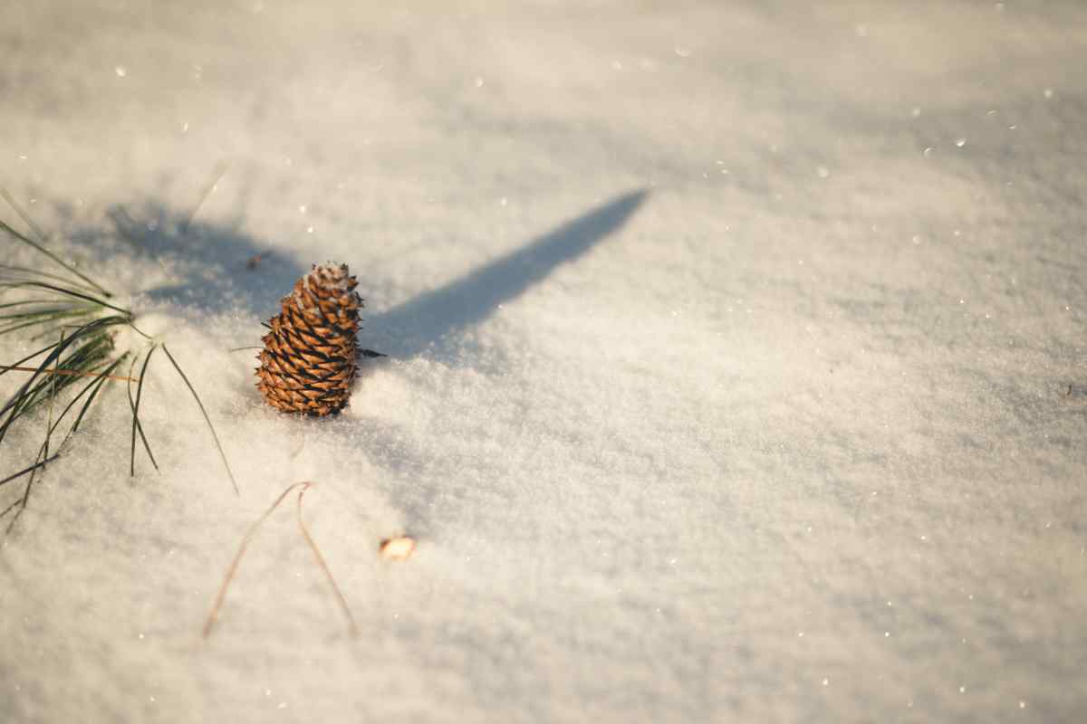 Pinecone on the snowy ground