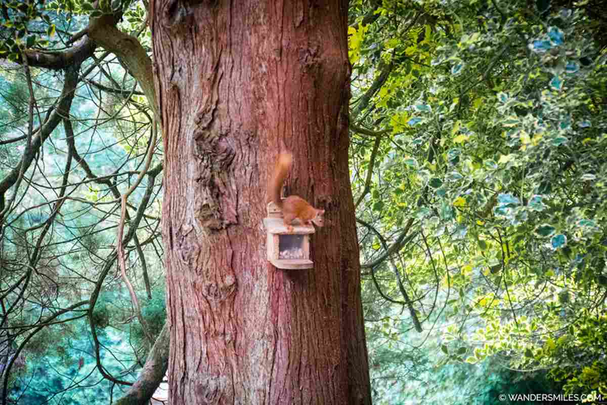 Red squirrel on a tree in a forest