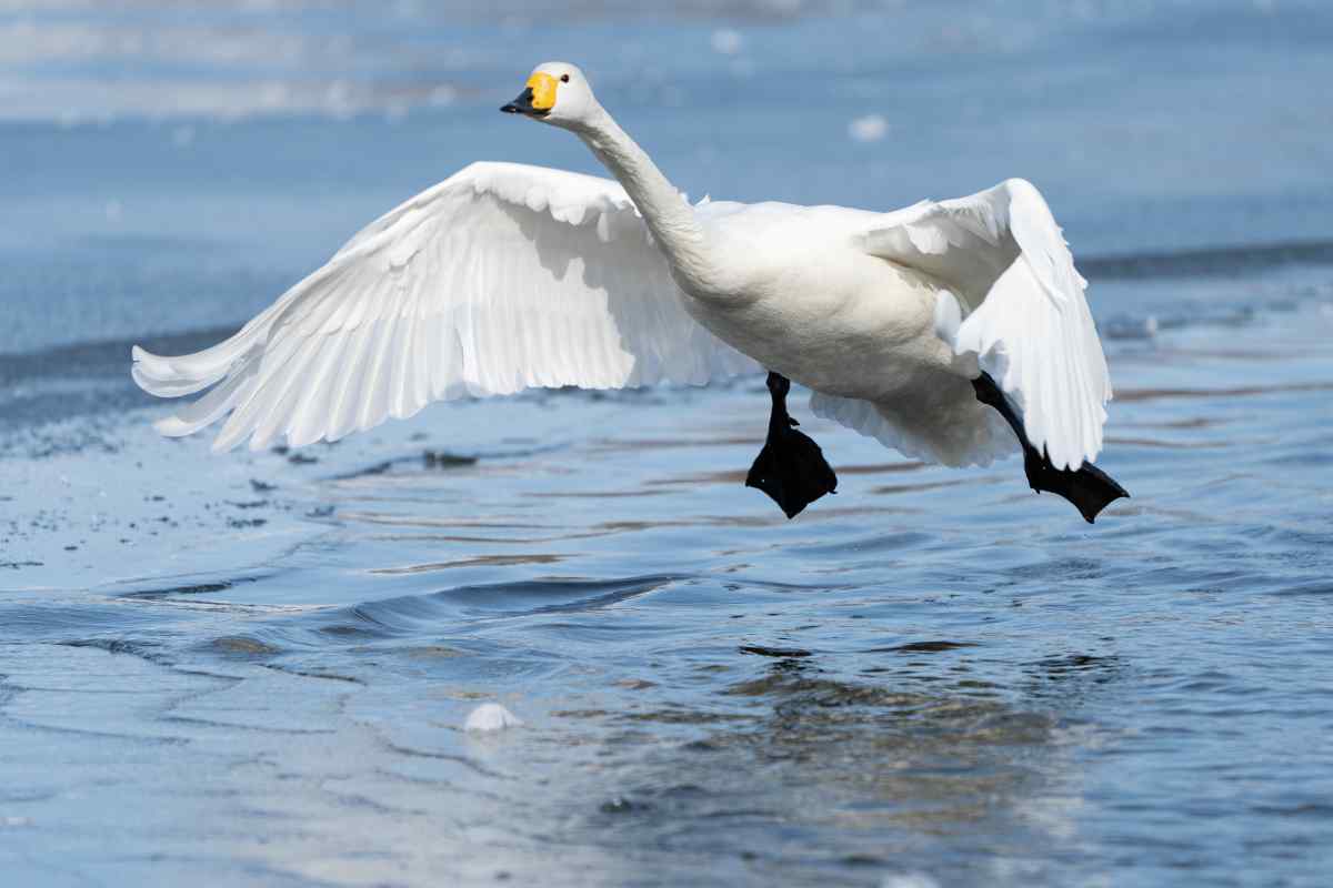 Whooper swan