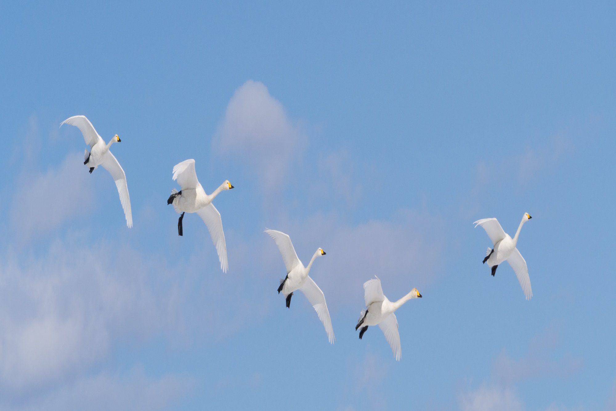 Whooper swans flying in row with blue sky background