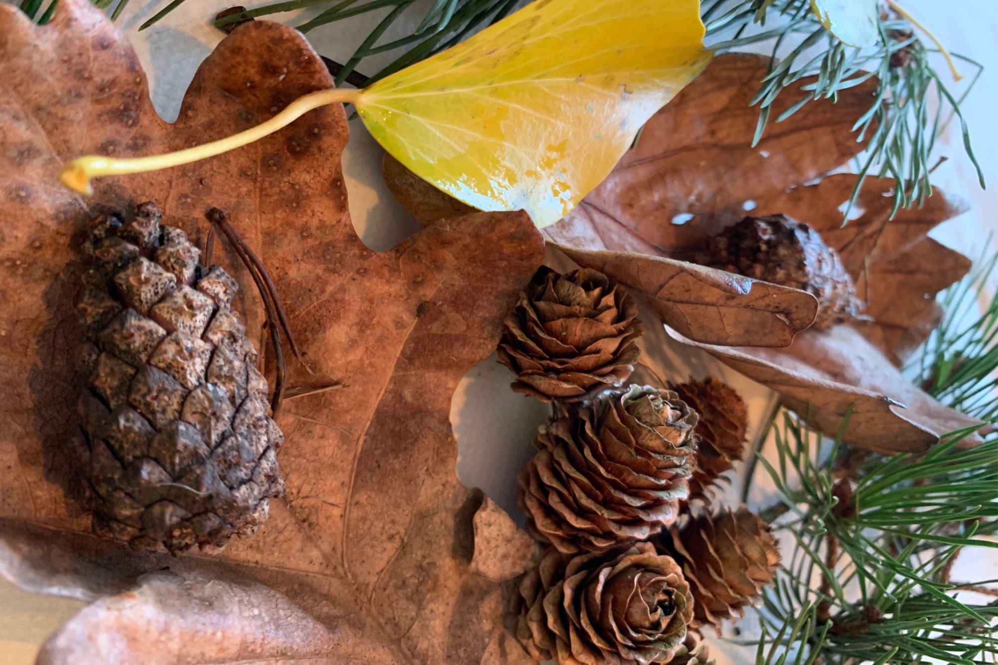 Nature art made out of pinecones and leaves