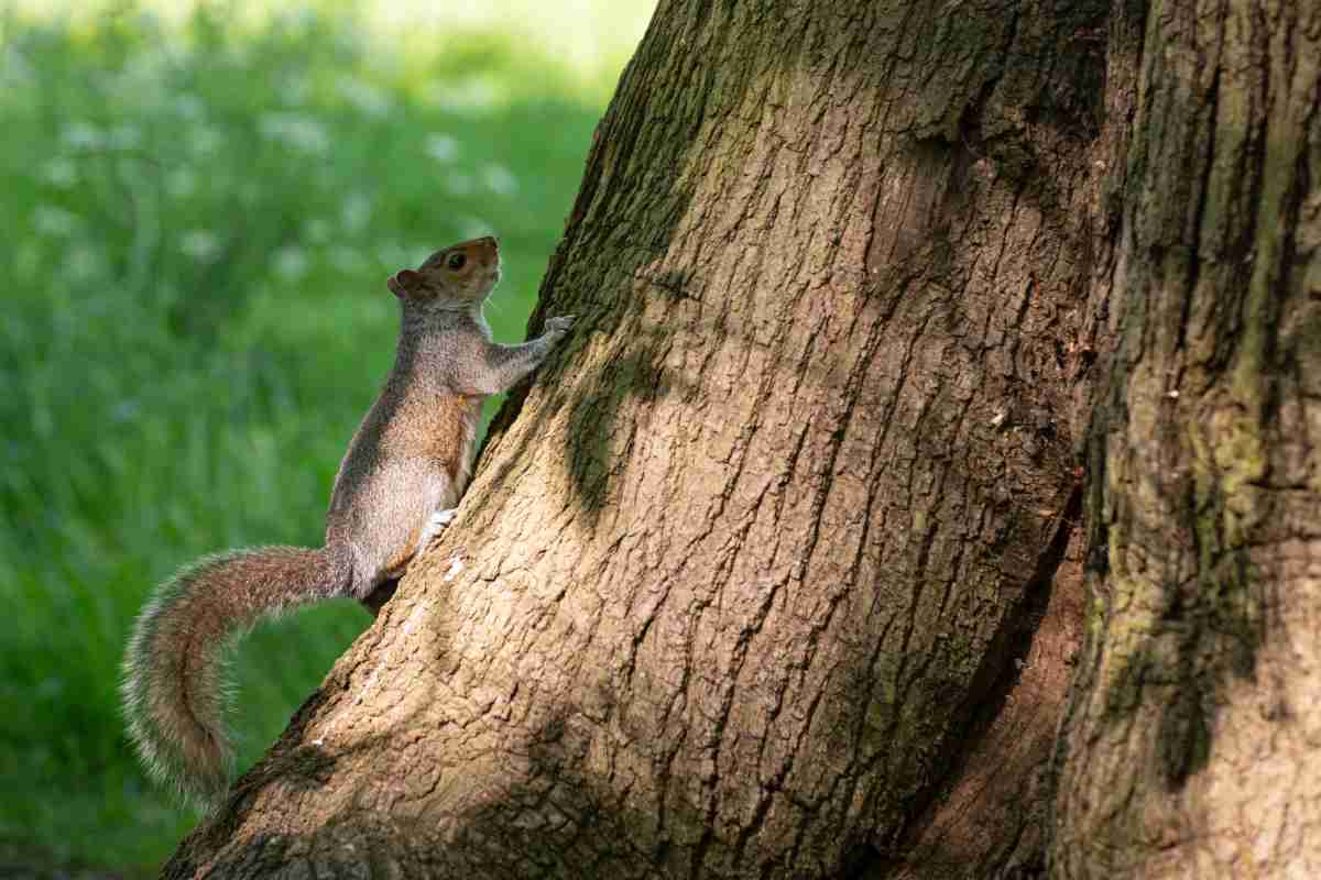 Squirrel climbing up a tree