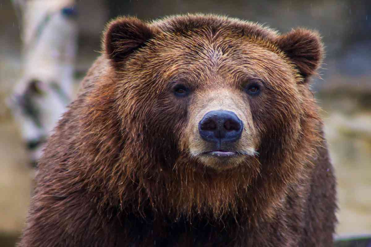 Brown bear