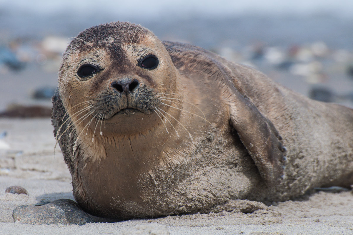 Common seal laid on a beach