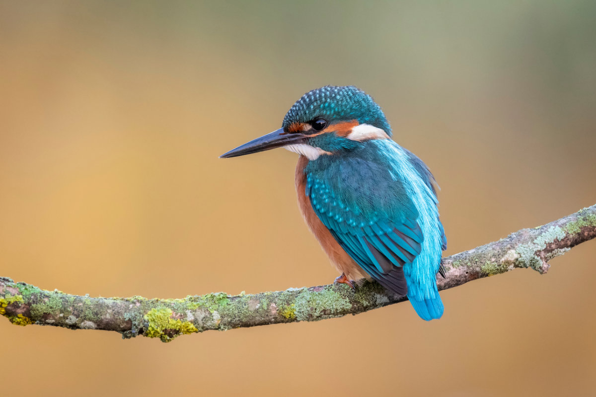 Kingfisher sat on a branch