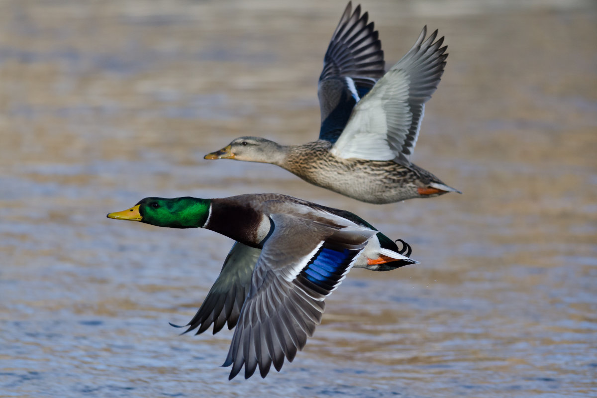 Mallards flying over a river