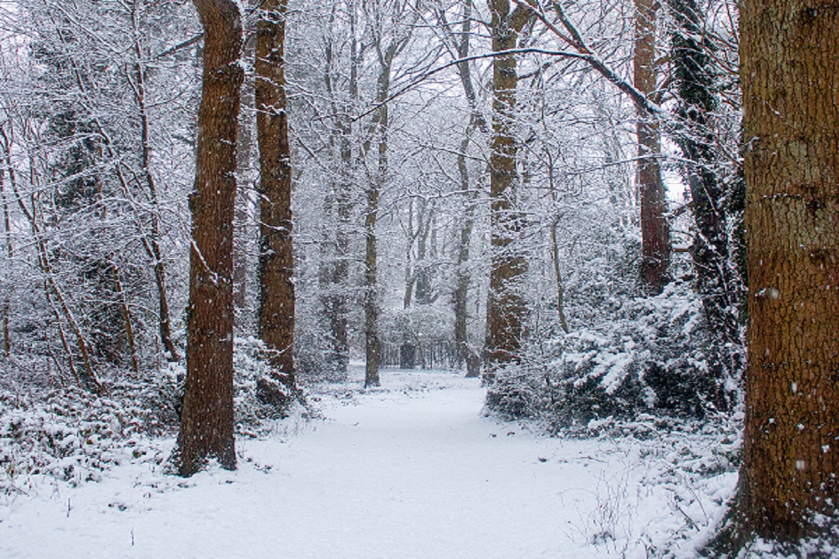 A snow covered forest in winter