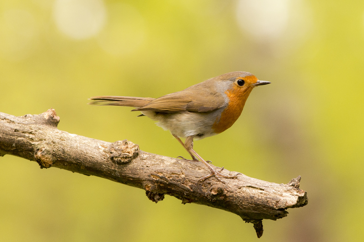 Robin red breast on branch