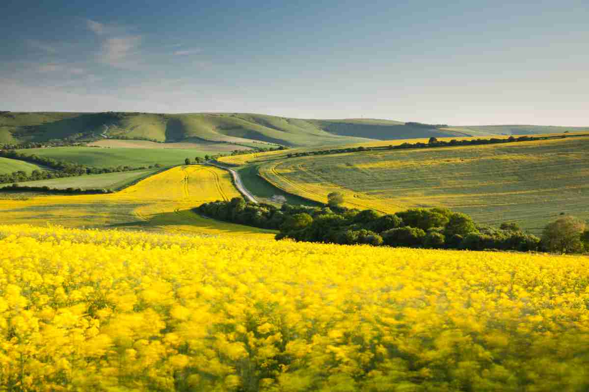 South Downs countryside in the summer