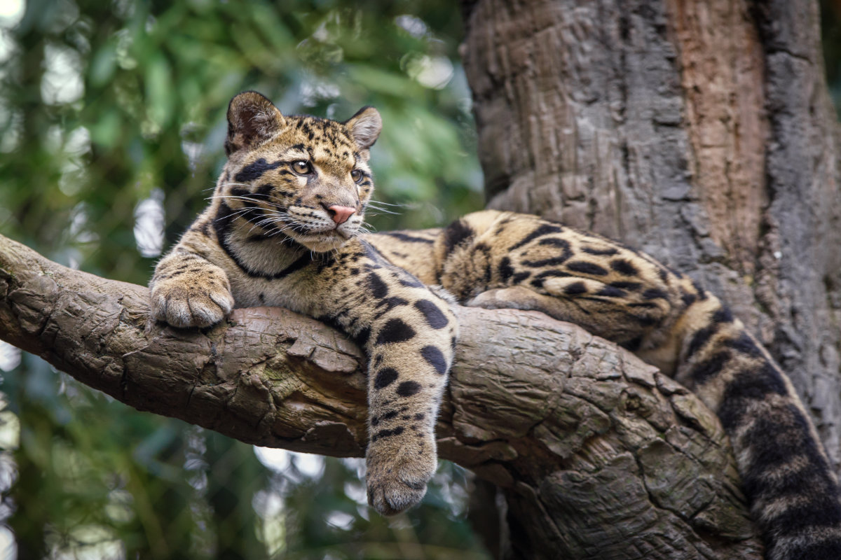 Clouded leopard sitting on a tree branch