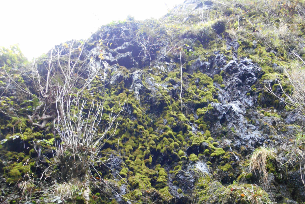 Mossy rock wall near the river Greta