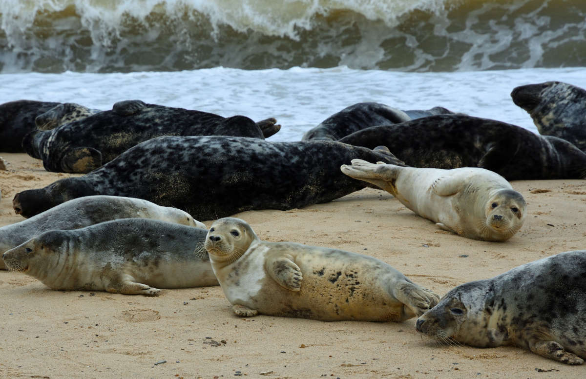 Seals resting on the shore